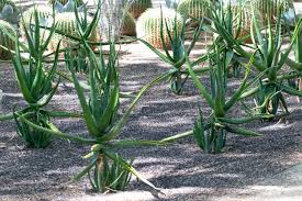 Image result for Aloe bukobana