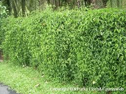 Image result for Hyparrhenia anemopaegma