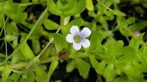 Image result for Bacopa monnieri