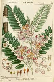Image result for Cassia roxburghii