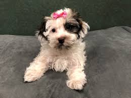 All our breeding dogs come from sires and dams that are shown. Havanese Dog Female Chocolate White 2674290 Petland Batavia Il