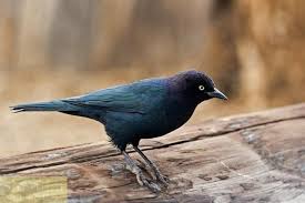Black Birds In California 24 Brewer S Blackbird Euphagus Cyanocephalus California Nature Point Reyes National Seashore Black Bird