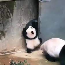 pin auf cute animals