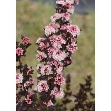A guide to ordering proven winners plants online. Proven Winners 4 5 In Qt Tiny Wine Colorchoice Physocarpus Phyprc1037800 The Home Depot Perennial Shrubs Shrubs Garden Shrubs