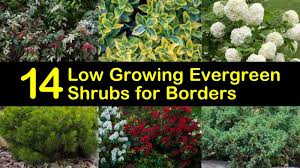 Evergreen flowering shrubs are a great addition to your garden because they add all year round color. 14 Low Growing Evergreen Shrubs For Borders