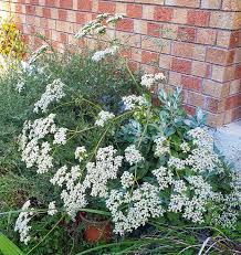 Image result for Eriosema angolense