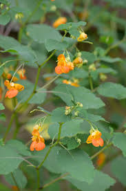 Image result for Impatiens shirensis