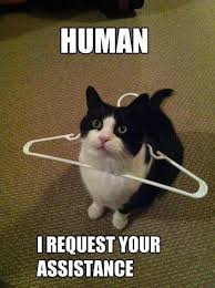 A Little Help Please Bits And Pieces Funny Cat Pictures Cute Funny Animals Funny Animals