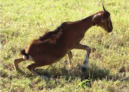 Image result for Ipomoea verbascoidea