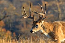 Does hunting prevent these dangers? Quiz How Well Do You Know Whitetail Deer Outdoorhub