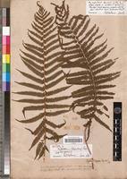 Image result for Christella hispidula