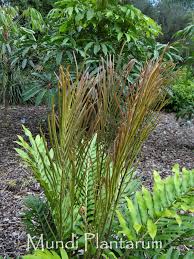 Image result for Blechnum tabulare