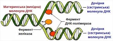 Реплікація ДНК