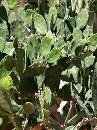 Many plants of this genus have these structures, but this particular species is distinguished because it has little or no spine on its. Xl Edible Sweet Prickly Pear Cactus Opuntia Kens Nursery