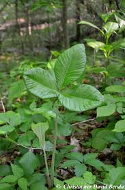 Image result for Arisaema
