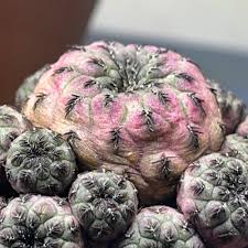 Image result for Clutia robusta