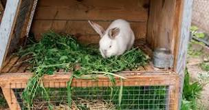 Rabbit Hutch vs. Cage: Choosing the Best for Your Bunny