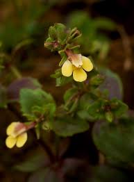 Image result for Crepidorhopalon