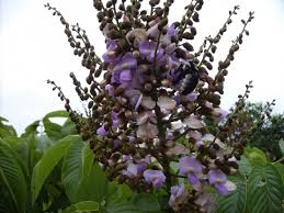 Image result for Millettia