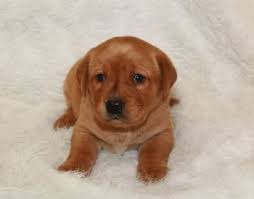 We are located in scenic east central minnesota on a 57 rolling acre hobby farm where our dogs have plenty of room to romp and play. Labrador Retriever Puppies For Sale Minnesota Breeder Fox Red Ivory Black Yellow Chocolate Labrador Retriever Labrador Retriever Puppies Labrador