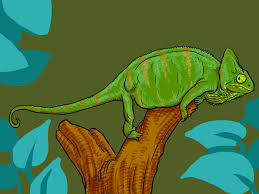 See full list on wikihow.com How To Take Care Of A Chameleon Chameleon Take Care Take That