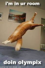 Alexsparks S Profile Alexsparks S Favorites Cheezburger Com Cats Crazy Cats Cat Pics