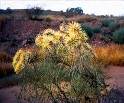 Image result for Hakea