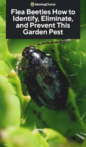 This is better for the environment and pests as well. Flea Beetles How To Identify Eliminate And Prevent This Garden Pest