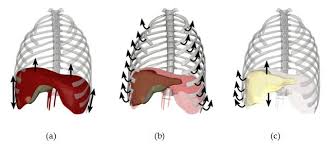 Check spelling or type a new query. Virtual Reality Simulation Of Liver Biopsy With A Respiratory Component Intechopen