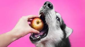 Dogs with liver disease will need to be monitored closely for response to treatment. Can Dogs Eat Apple Cores Are Apple Cores Bad For Dogs