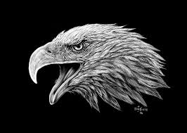 Bald Eagle Black And White Drawing Bald Eagle Scratchboard Eagle Drawing Scratchboard Art