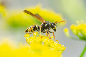 British Wasp Guide: How To Identify Common Species, Lifecycle And Why Wasps  Sting - Countryfile.Com