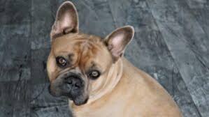 We breed for health, quality, and temperament. 5 Best French Bulldog Breeders In New York Reviews Info Smiling Bulldogs