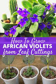How To Grow African Violets From Leaf Cuttings The Whoot African Violets Succulent Garden Indoor Propagating Plants
