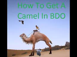 The miniature elephant is only obtainable by following a short quest line in valencia. Black Desert Online How To Get A Camel Youtube