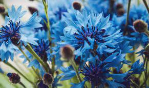 Check spelling or type a new query. Bleuets For Remembrance In France Sir John Monash Centre