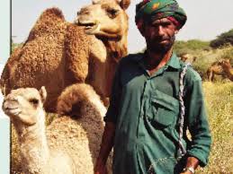 Sort by popularity sort by newness sort by price: Amul Forays Into Camel Milk Ice Cream Milk Powder Edairynews