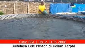 Ternak Lele Piton Sukses Budidaya Lele Phyton Di Kolam Terpal Kolam Belajar Peternakan