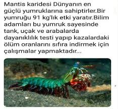 Gokyuzumun Mezarligi Adli Kullanicinin Bilgi Panosundaki Pin Bilgi Karti Bilgi Bilgelik Alintilari