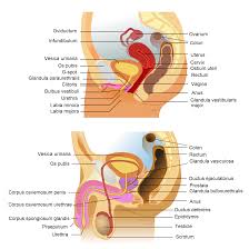 Genitourinary System Wikipedia