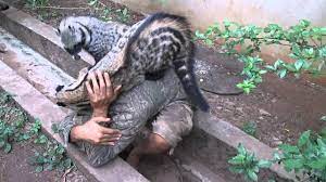 Civet Detailed Information Photos Videos