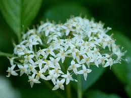 Image result for Cornaceae