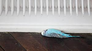 Bildergebnis für Vanessa Safavi