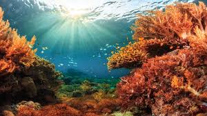 Ocean Floor Disintegrating Rapdily Due To Manmade Co2 The ocean floor covers more than 70 percent of the planet's surface. ocean floor disintegrating rapdily due