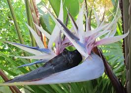 Strelitzia Reginae Bird Of Paradise Plant Varieties Pin On Plants