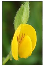 Image result for Zornia