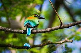 It does not adapt well to captivity. What Is The National Animal Of El Salvador Whatsanswer