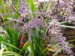 Image result for Cordyline stricta