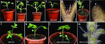 We also talk about some of the tomato. Slrev Regulates Shoot Apical Meristem Sam Maintenance In Tomato A Download Scientific Diagram