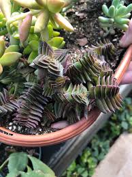 Image result for Crassula capitella